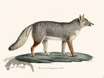 Cuvier 169 Fox S America